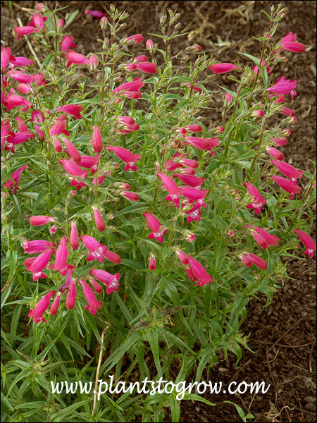 Racemes of tubular flowers.